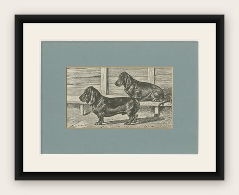 Dachshund Dog Illustration, Antique 1915 Print from Dogs of All Nations, shown framed