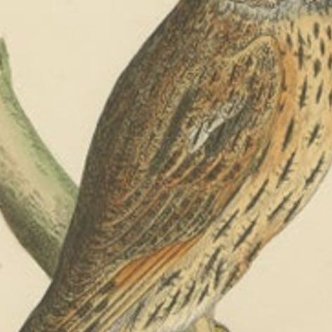 Antique Bird Print of the Long-Eared Owl by Morris, c.1850, close-up 1