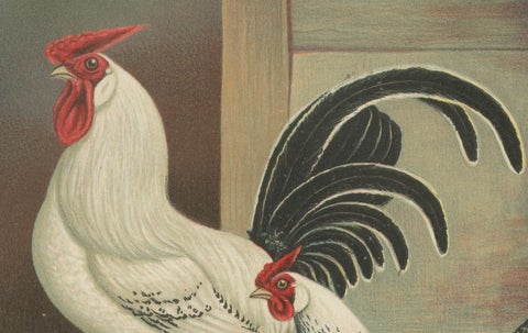 The Elegant Silver Penciled Chicken - A Rare 19th Century Poultry Lithograph, close-up 2