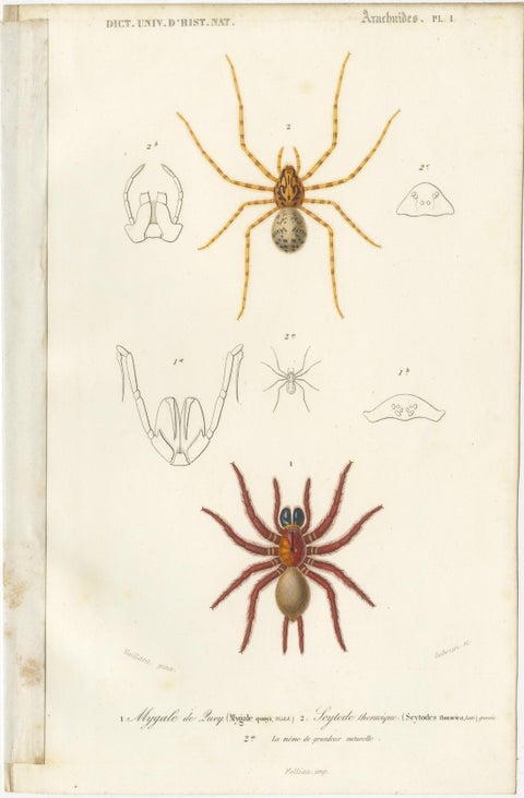 Antique Print of the Black Tunnelweb Spider and Spitting Spider, view 2