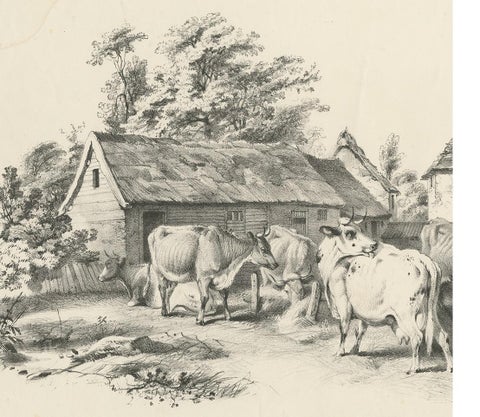 No. 7 Antique Print of Cattle by Cooper, view 3