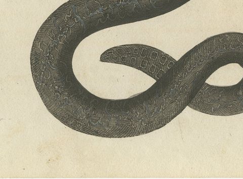 Rattlesnake with Its Rattle, Antique Bertuch Print, Vienna, circa 1805, close-up 2