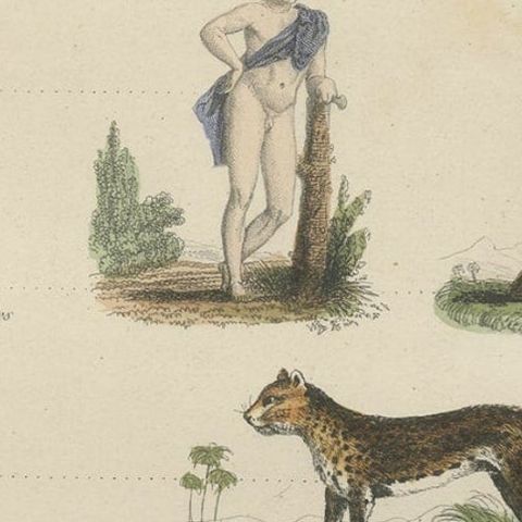 Interesting and Decorative Antique Print of Various Mammals and Humans, 1854, close-up 2