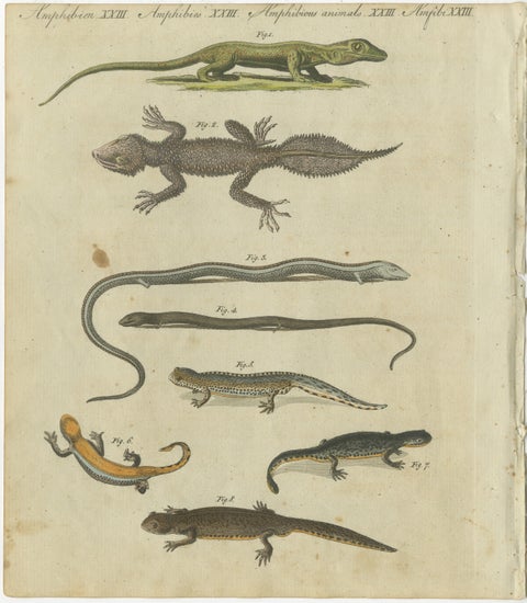 Fascinating 1805 Hand-Colored Engraving of Amphibians and Reptiles, view 2