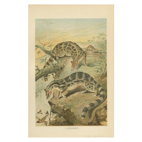 Linsangs, Rare Antique Asian Mammal Print, Victorian Zoology, 1894