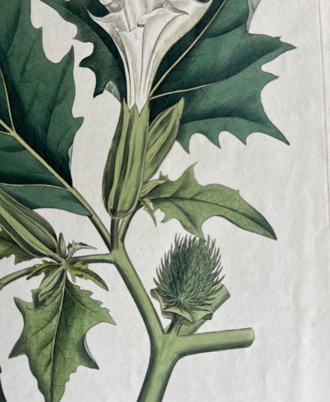 Datura Stramonium, Thorn Apple Botanical Engraving by Curtis c.1817, view 6