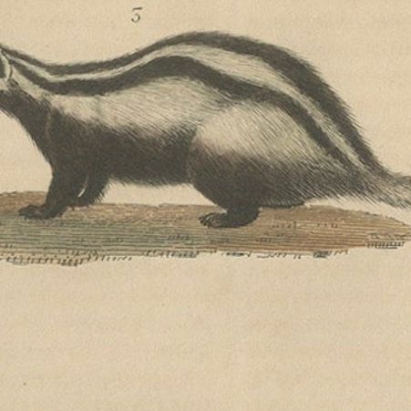 Carnivores of Field and Forest: Coati, European Badger and Striped Polecat, 1845, close-up 4