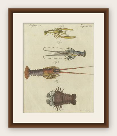 Original Antique Print of a various Lobster and Shrimp, shown framed