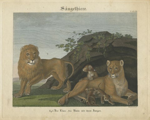 Antique Print of a Lion, Lioness and Lion Cubs, view 3