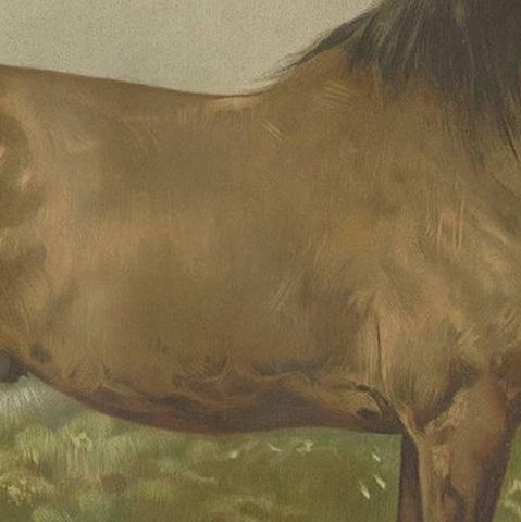 Antique Print of the Canadian Horse by O. Eerelman, 1898, close-up 2