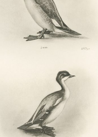 The Goosander and Smew, Antique Photogravure after Lilian Medland, circa 1908, close-up 1