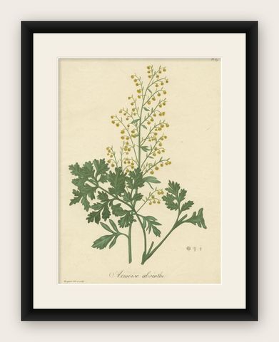 Antique Botanical Print of Artemisia Absinthium or Wormwood, ca.1821, shown framed