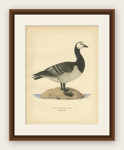 Antique Bird Print of the Barnacle Goose by Von Wright '1929', shown framed