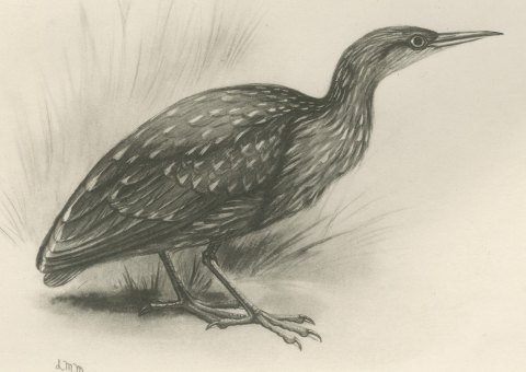 Night Heron Chick and Spotted Juvenile after Lilian Medland, c. 1909, close-up 2
