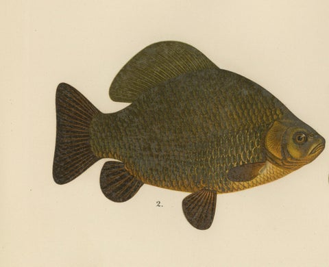 Wels Catfish and Crucian Carp - Iconic Scandinavian Freshwater Fish Lithograph, close-up 4