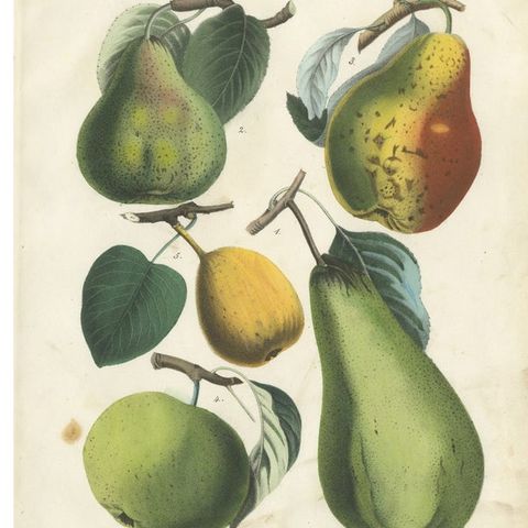 Antique Fruit Chromolithographs, Pears and Apples, Set of Six, Calwer 1854, close-up 1