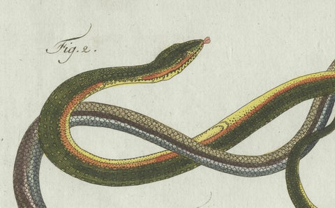 Original Antique Print of Four Slow Worms and Legless Lizards by Bertuch, 1802, close-up 2