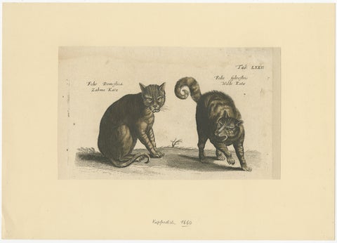 Wildcat and Domestic Cat, Original Antique 1660 Copper Engraving, view 2