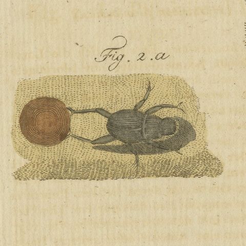 Centipede, Dung Beetle and Ant Lion, Antique Bertuch Print, circa 1805, close-up 5