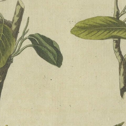 Blossoms and Fruits: Apple and Pear Trees Illustrated in an 1805 Engraving, close-up 6