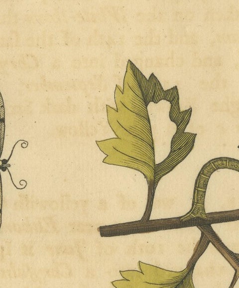 English Moths on Hawthorn Branch, Early 18th-Century Hand-Colored Print, view 5