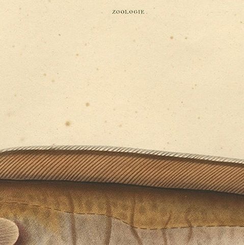 Antique Ichthyology Print, Cusk Fish (Le Brosme) from Gaimard Voyage, 1842, close-up 5