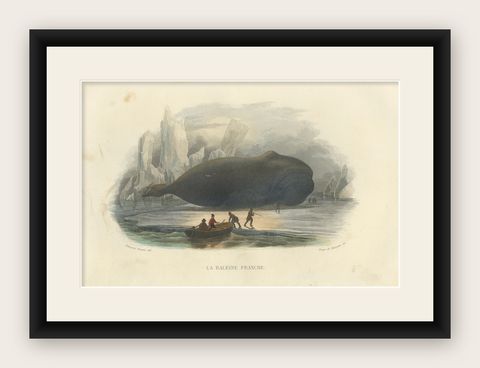 La Baleine Franche (Right Whale), Hand-Colored Engraving, 1840, shown framed