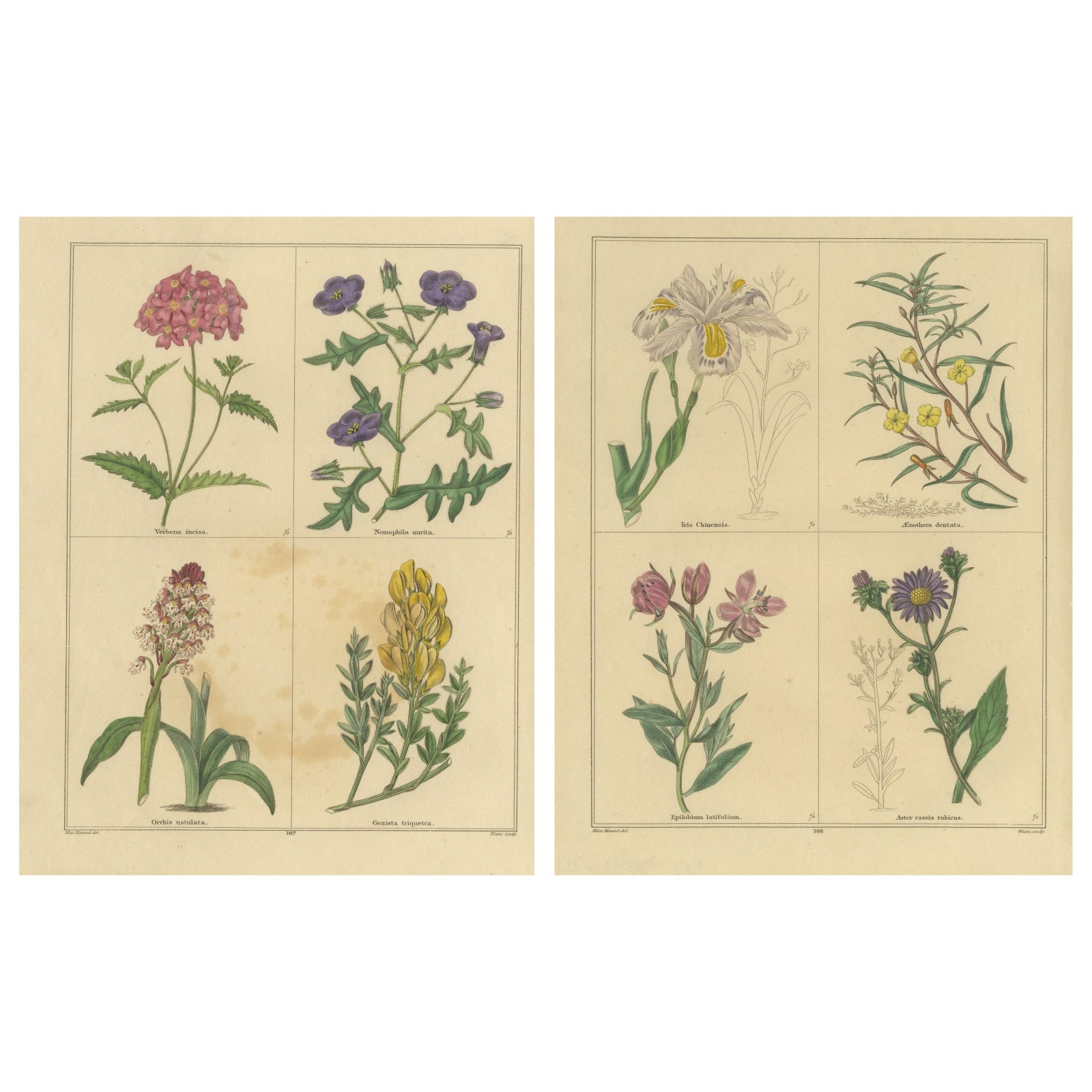 Benjamin Maund Botanical Flower Prints from London c.1836, Pair