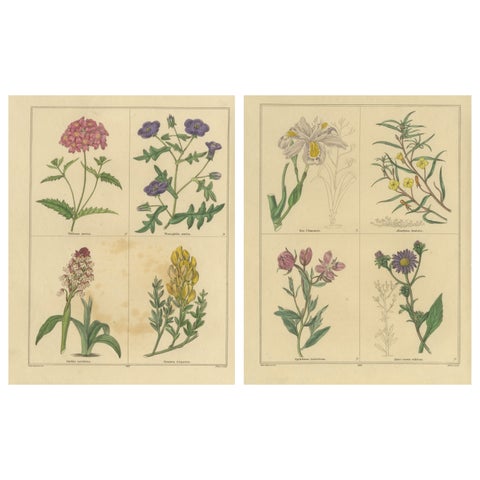 Benjamin Maund Botanical Flower Prints from London c.1836, Pair
