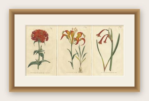 Three Botany Prints Full Color Original Engravings, 1794, shown framed