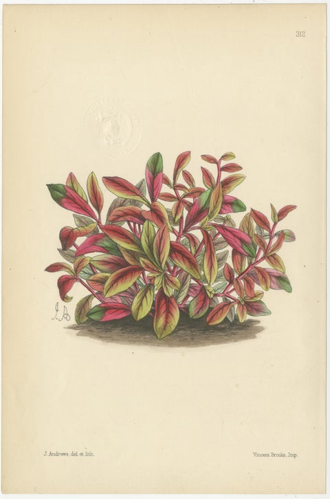 Set of 5 Antique Botany Prints, Mixed Colors, by Brooks 'c.1870', view 2