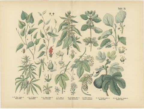 Antique Botanical Prints Set, German Wildflowers Atlas Plates, Stuttgart 1885, view 2
