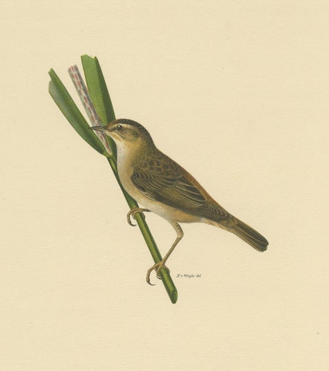 Antique Bird Print of the Sedge Warbler by Von Wright '1927', view 3
