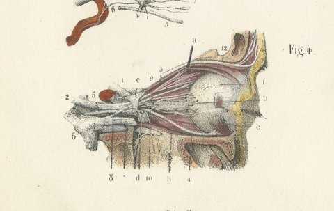 The Orbit and the Ophthalmic Nerve, Antique Hirschfeld Anatomy Print, 1866, view 7