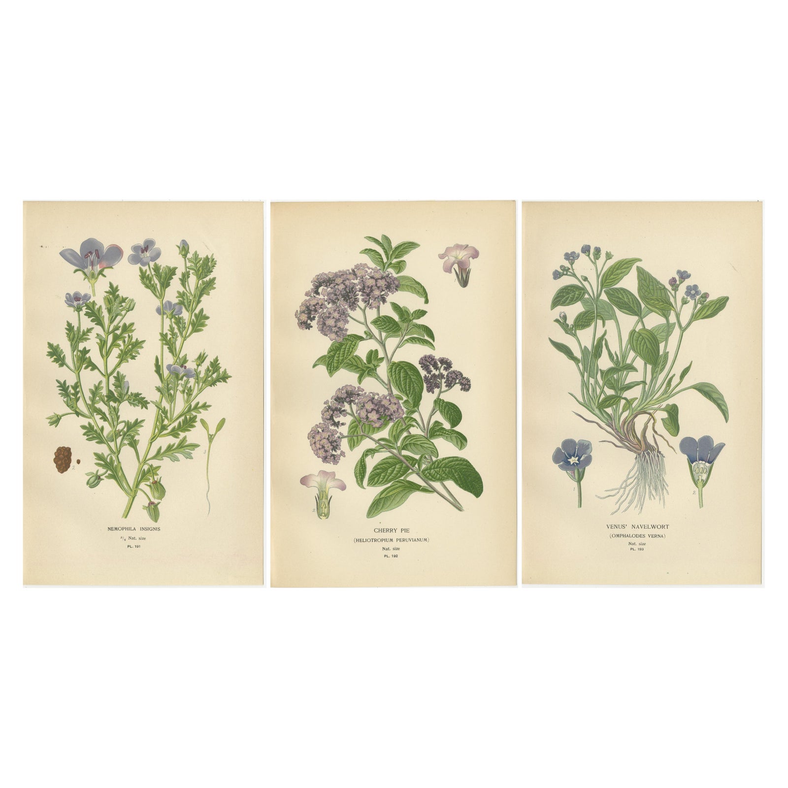 1897 Vibrant Botanical Prints, Baby Blue Eyes, Cherry Pie and Blue Eyed Mary