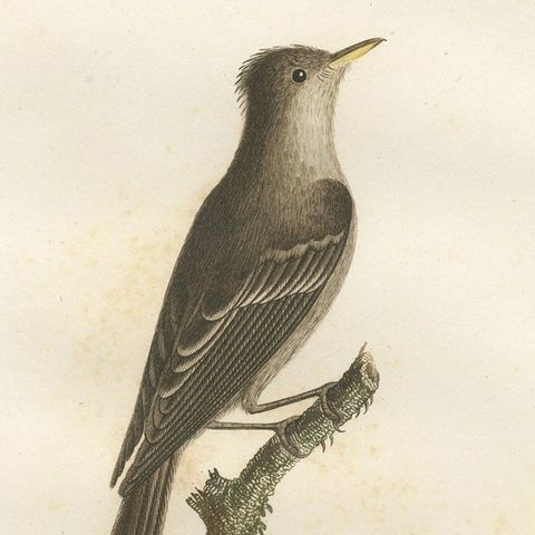 Large Antique Bird Print of an Eastern Wood Pewee, close-up 4