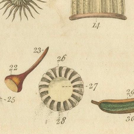 Botanical Study of Various Plant Structures in an Original Engraving, 1803, close-up 5