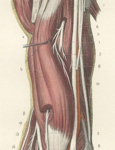Deep Nerves of the Arm and Forearm, Antique Hirschfeld Anatomy Print, 1866, view 4
