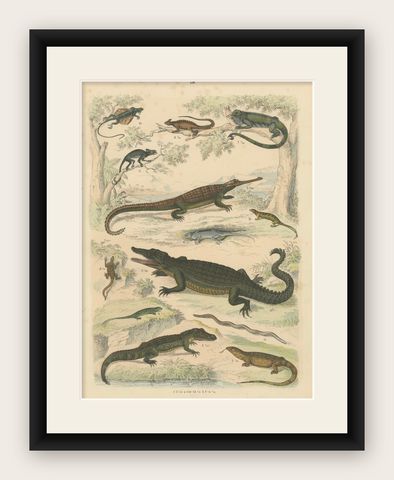 Crocodiles, Lizards & Reptiles Print: Alligator, Monitor, Iguana, Antique 1867, shown framed