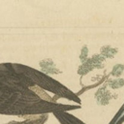 Antique Bird Print of a Nightjar and Other Birds by Davenport, 1821, close-up 1
