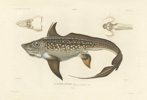 Antique Print of Arctic Chimaera Fish, Rare French Scientific Illustration 1845, close-up 5