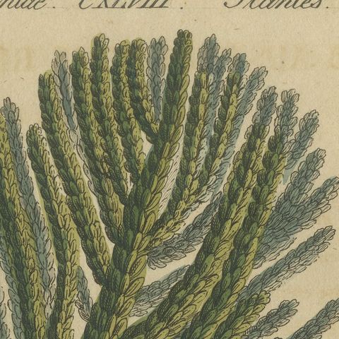 Norfolk Island Pine Branch and Cone, Antique Bertuch Print, circa 1815, close-up 6