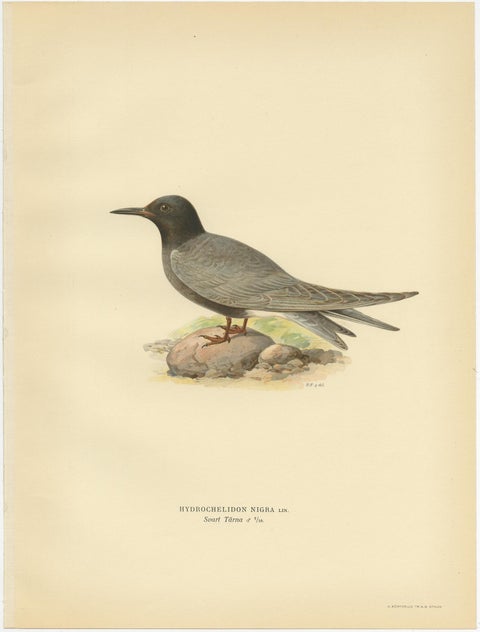 Antique Bird Print of the Black Tern 'Male' by Von Wright, 1929, view 3