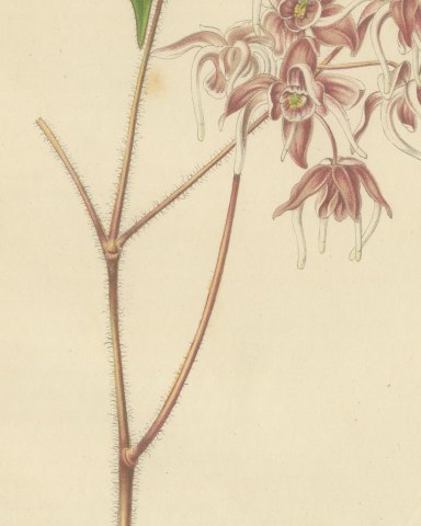 Epimedium Violaceum Grandiflorum, Barrenwort Chromolithograph, 1859, close-up 2