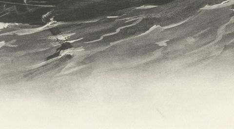 Common Scoter, Antique Bird Print after Lilian Medland, circa 1909, close-up 1