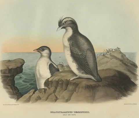 Antique Bird Print of a Young and Adult Temminck's Auk Made After D.G. Elliot, view 2