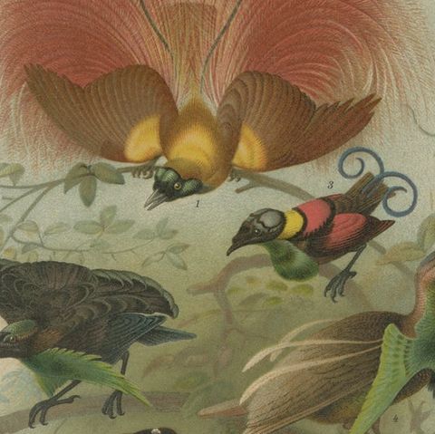 1894 Chromolithograph of Birds of Paradise, A Historical Interpretation, close-up 5
