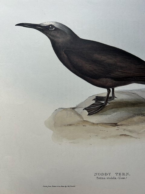 Noddy Tern, Antique Bird Print by John Gould, Hand-Colored c.1832, view 3