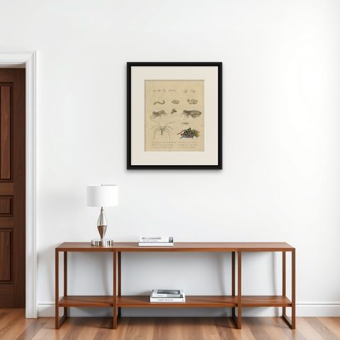 Fleas, Tarantula & Spiders, Brodtmann Hand-Colored Natural History Plate, 1816, shown framed on a wall