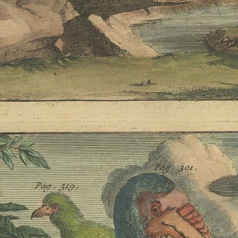 Colored Antique Print of a Swallow, Kingfisher and other Birds of Indonesia, close-up 2